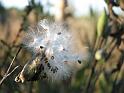 2008-10-11_Tiverton_Trustom 067